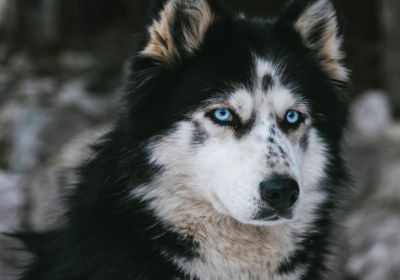 Winter dog sledding activities